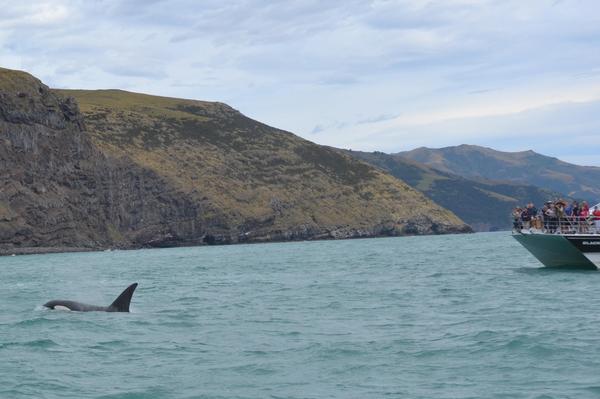 It is quite rare to see Orca off the Canterbury coast but to see two pods in just over a week is really special, Black Cat Cruises Guide Clare Ruddenklau said.